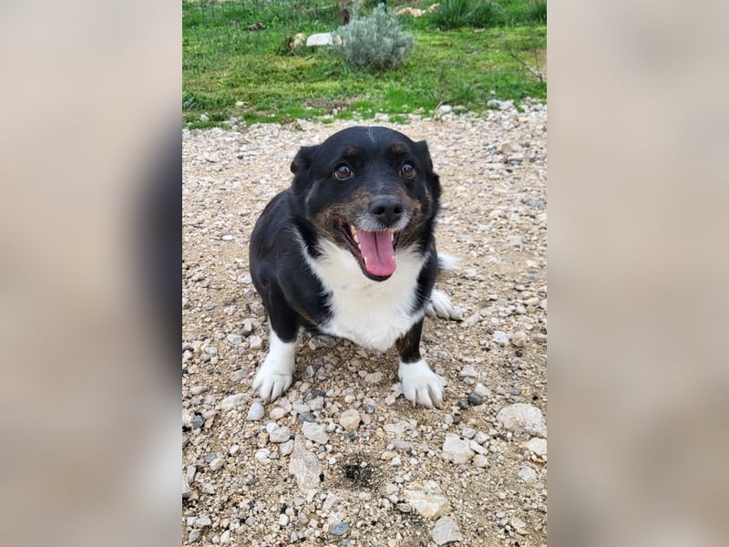 Mila ❤️ kleine, so liebe Schmusehündin!