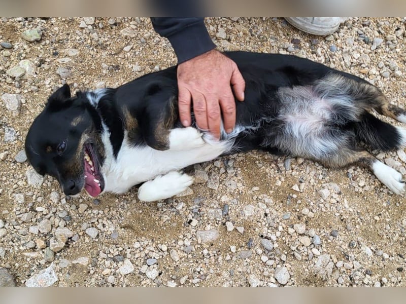 Mila ❤️ kleine, so liebe Schmusehündin!