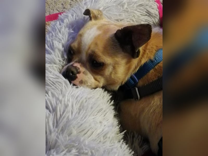 Minis im Doppelpack suchen ihr Glück