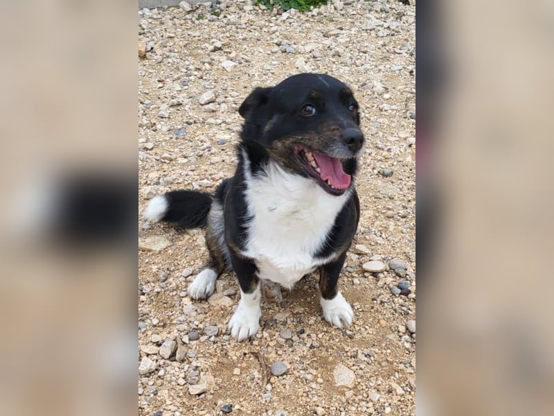 Mila ❤️ kleine, so liebe Schmusehündin!