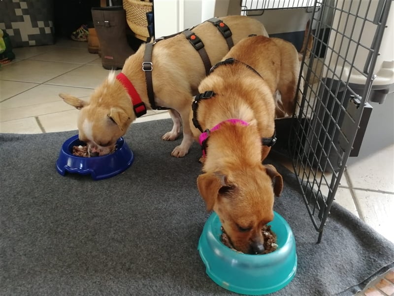 Minis im Doppelpack suchen ihr Glück