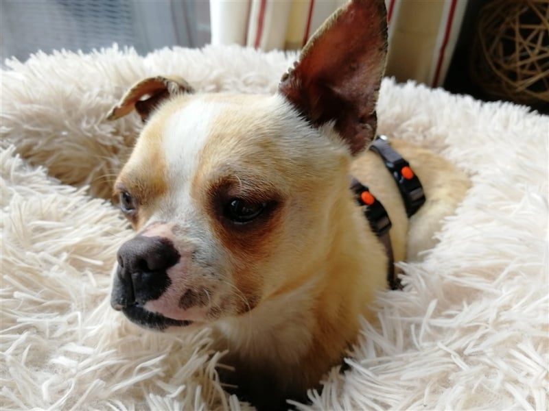 Minis im Doppelpack suchen ihr Glück