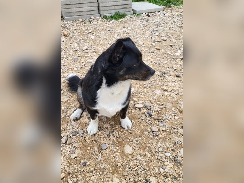 Mila ❤️ kleine, so liebe Schmusehündin!