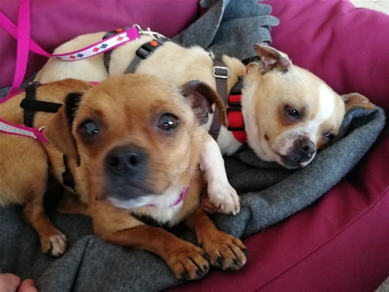 Minis im Doppelpack suchen ihr Glück