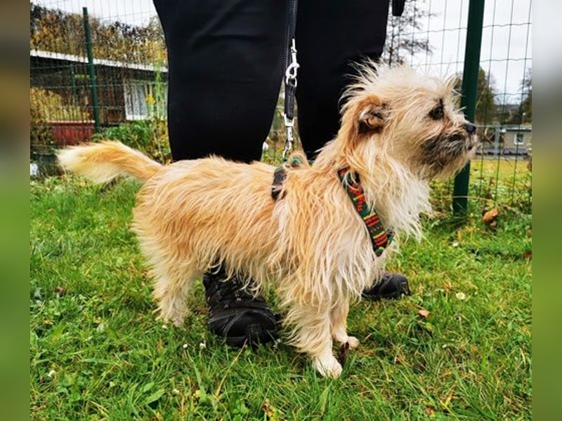 Zara, Terrirmix, geb. 2020, aktive, aufgeweckte 3 beinige Handicap Hündin sucht Familie