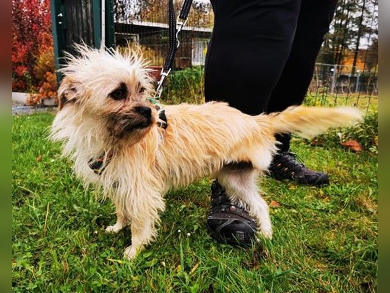 Zara, Terrirmix, geb. 2020, aktive, aufgeweckte 3 beinige Handicap Hündin sucht Familie