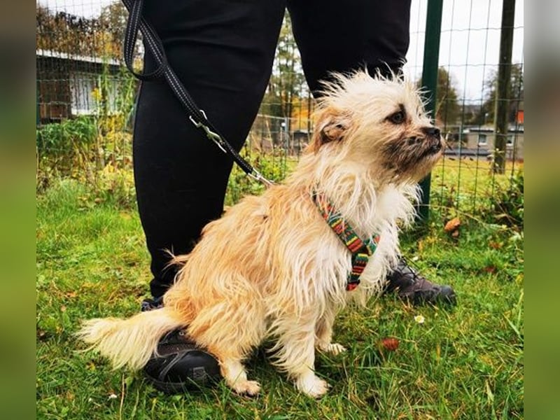 Zara, Terrirmix, geb. 2020, aktive, aufgeweckte 3 beinige Handicap Hündin sucht Familie