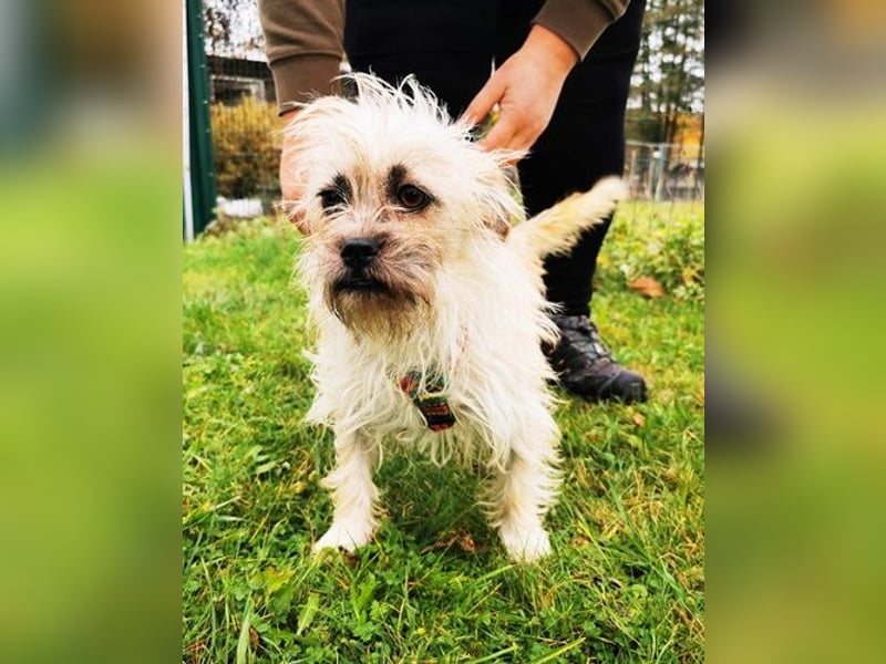 Zara, Terrirmix, geb. 2020, aktive, aufgeweckte 3 beinige Handicap Hündin sucht Familie