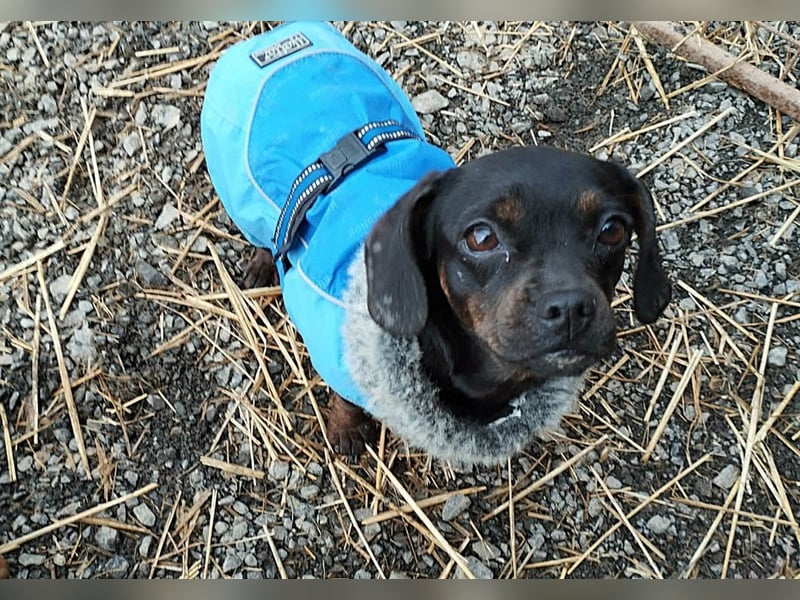 winzige Hanni sucht ihre Menschen