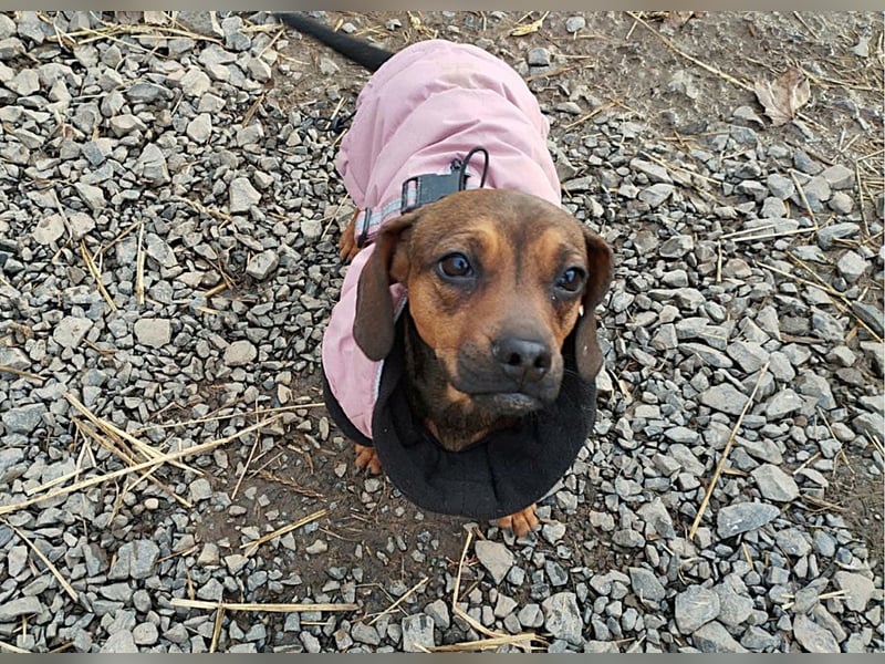 Winzige Nanni sucht ihre Menschen