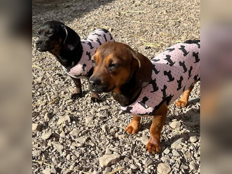 winzige Hanni sucht ihre Menschen