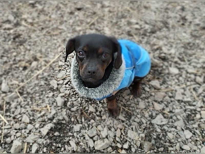 winzige Hanni sucht ihre Menschen