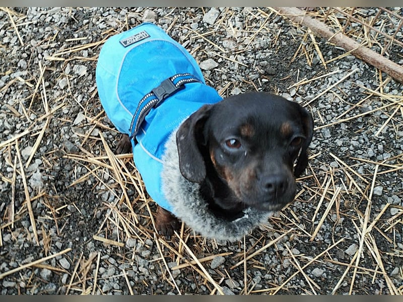 winzige Hanni sucht ihre Menschen