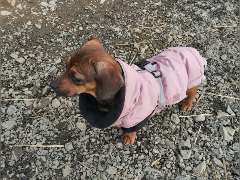 Winzige Nanni sucht ihre Menschen