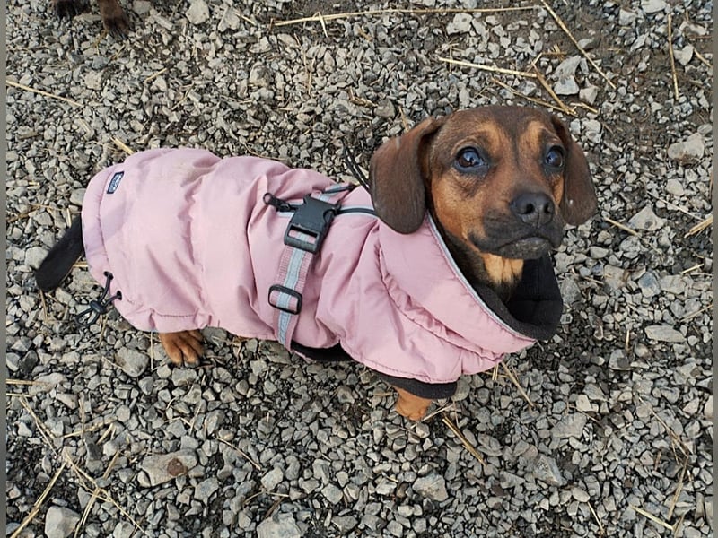 Winzige Nanni sucht ihre Menschen