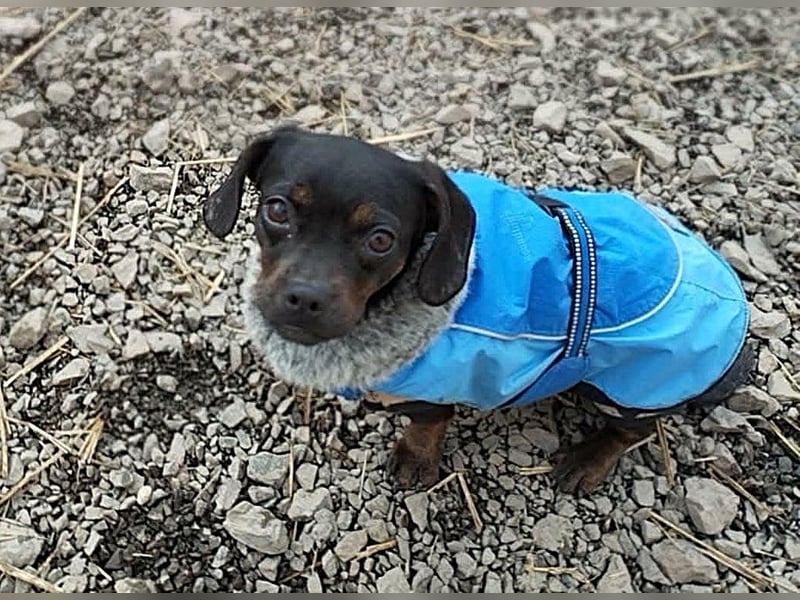 winzige Hanni sucht ihre Menschen