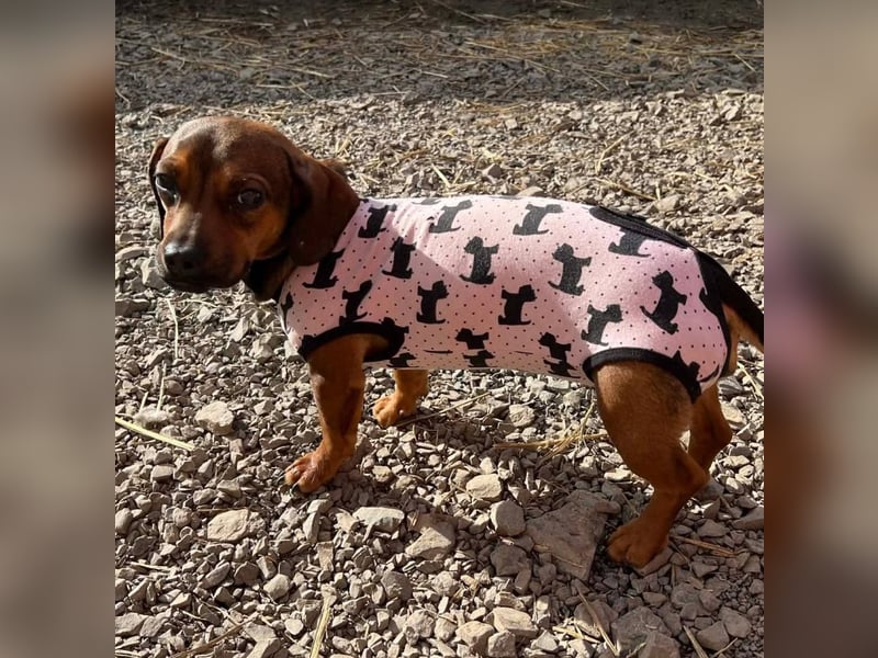 Winzige Nanni sucht ihre Menschen