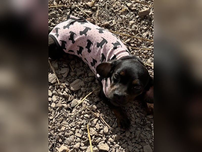 winzige Hanni sucht ihre Menschen