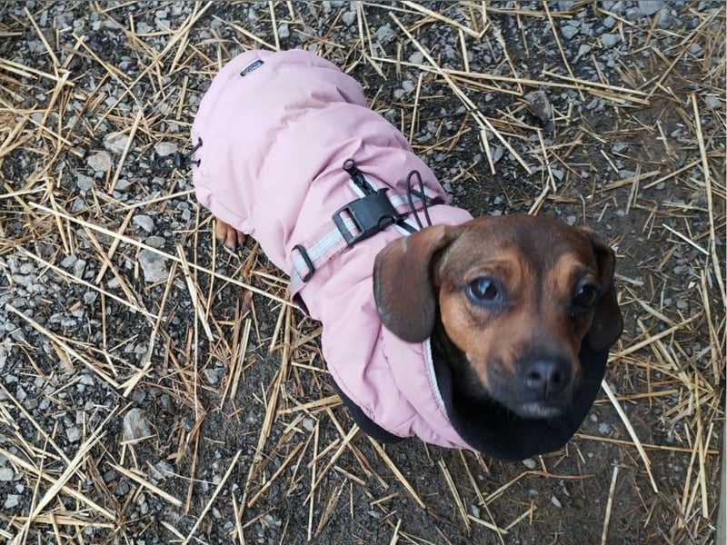 Winzige Nanni sucht ihre Menschen