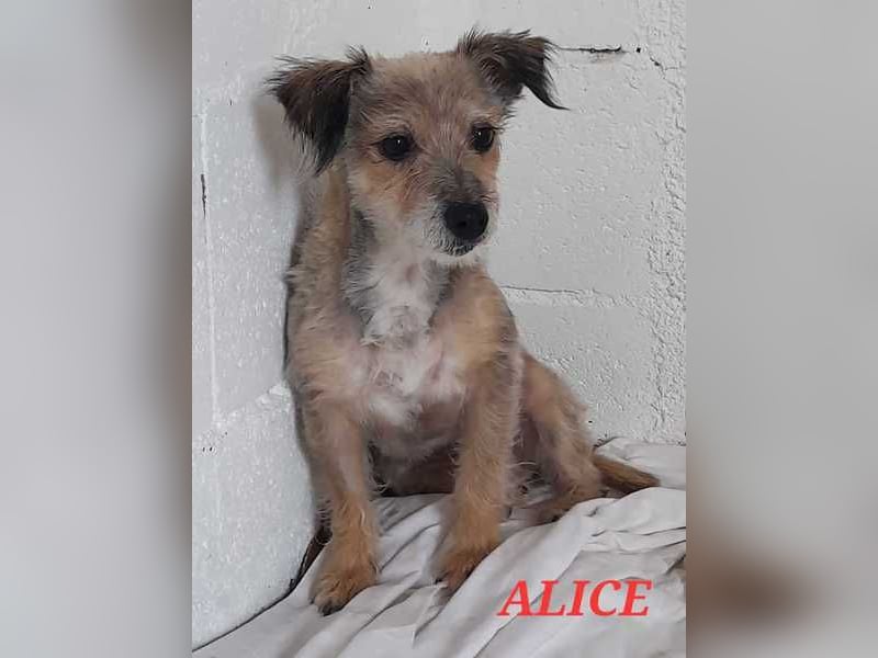 Alice - manchmal noch etwas widerspenstig