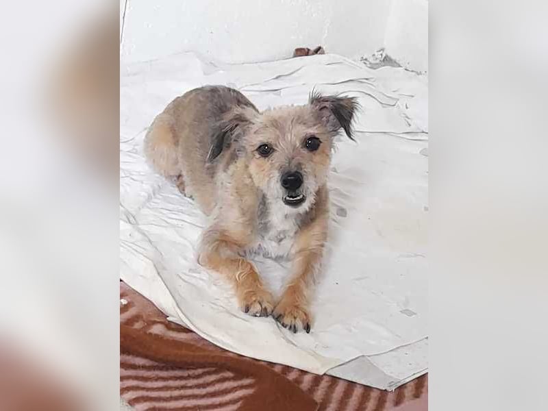 Alice - manchmal noch etwas widerspenstig