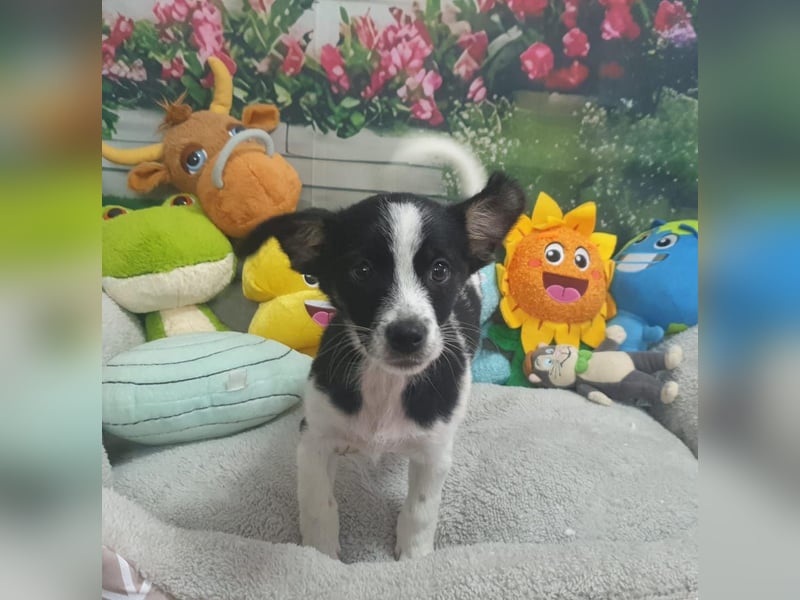 Bella - Hündin - geb. 05/2026 - 18 cm