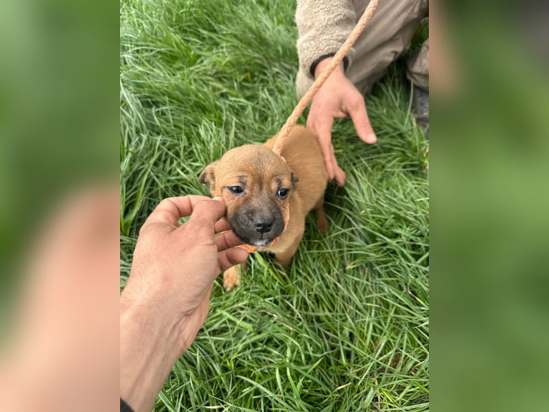 MARA - Hündin - geb. 12/2025 - klein