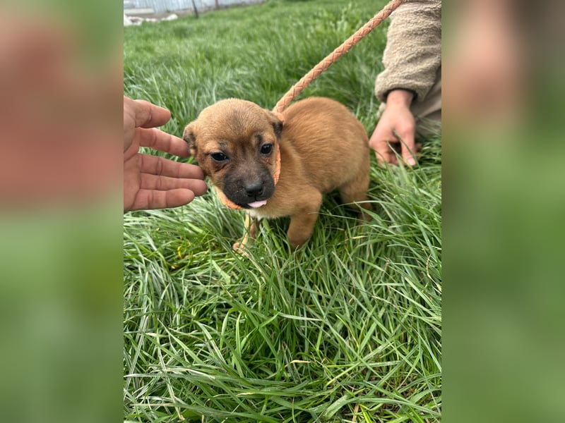 MARA - Hündin - geb. 12/2025 - klein