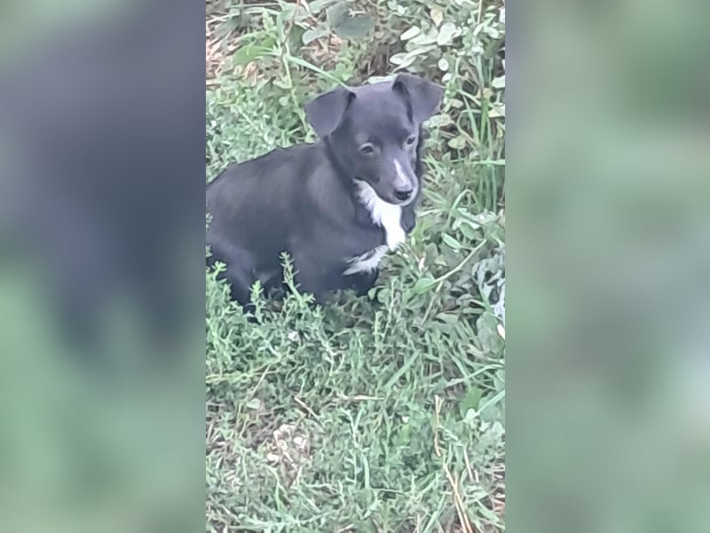 Giesy, süsses Hundekind sucht Zuhause!