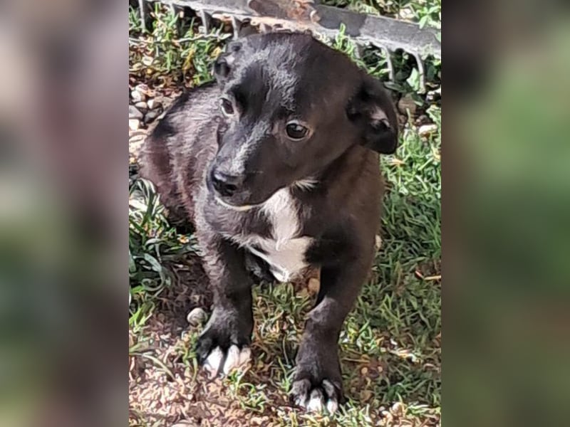 Giesy, süsses Hundekind sucht Zuhause!