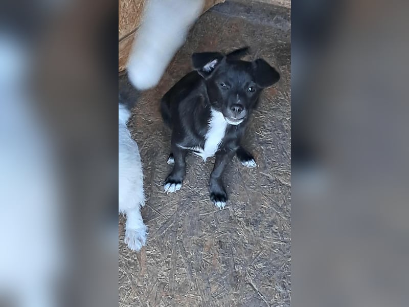 Giesy, süsses Hundekind sucht Zuhause!