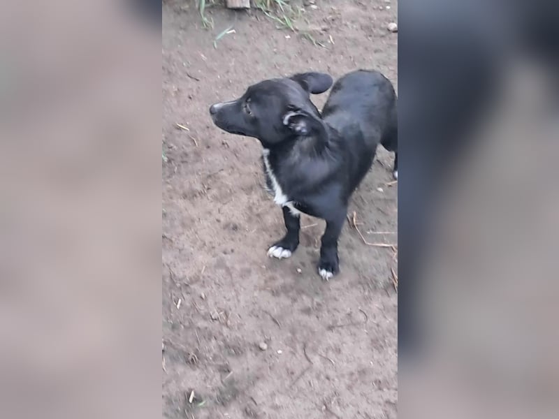 Giesy, süsses Hundekind sucht Zuhause!