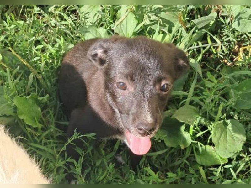 Giesy, süsses Hundekind sucht Zuhause!