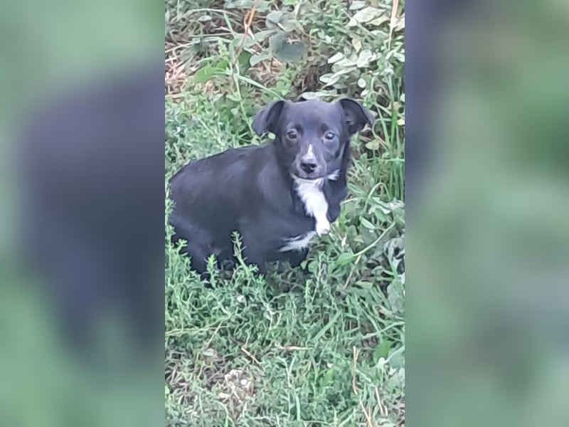Giesy, süsses Hundekind sucht Zuhause!