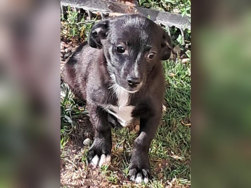 Giesy, süsses Hundekind sucht Zuhause!