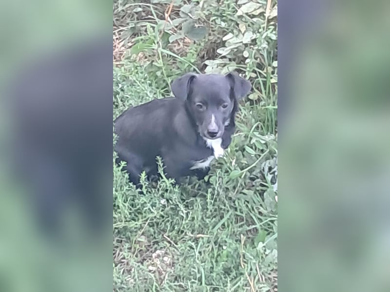 Giesy, süsses Hundekind sucht Zuhause!