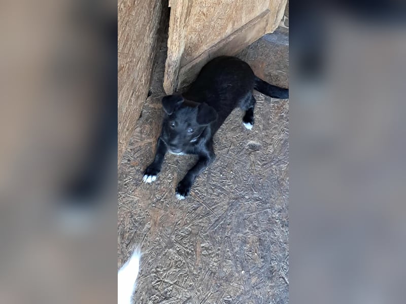 Giesy, süsses Hundekind sucht Zuhause!