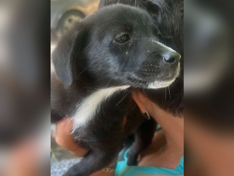 Giesy, süsses Hundekind sucht Zuhause!