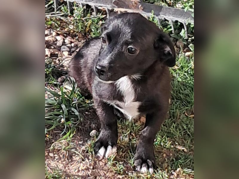 Giesy, süsses Hundekind sucht Zuhause!
