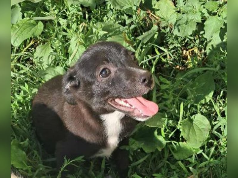 Giesy, süsses Hundekind sucht Zuhause!