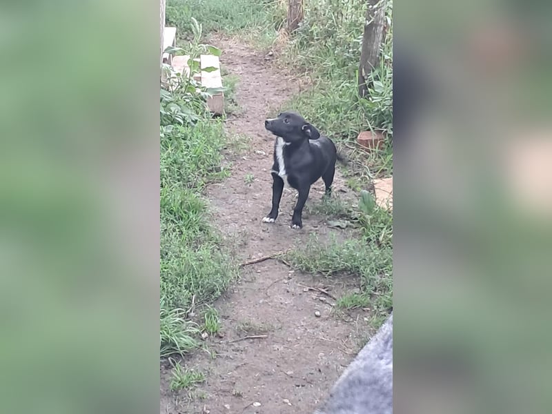 Giesy, süsses Hundekind sucht Zuhause!