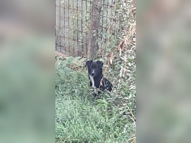 Giesy, süsses Hundekind sucht Zuhause!