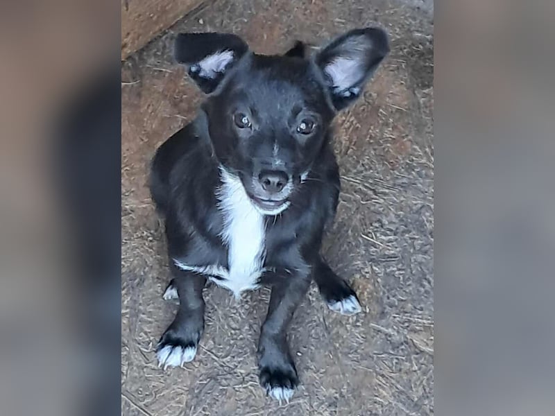 Giesy, süsses Hundekind sucht Zuhause!