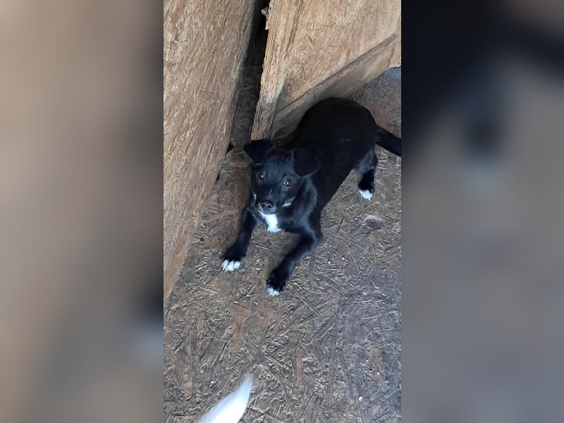 Giesy, süsses Hundekind sucht Zuhause!