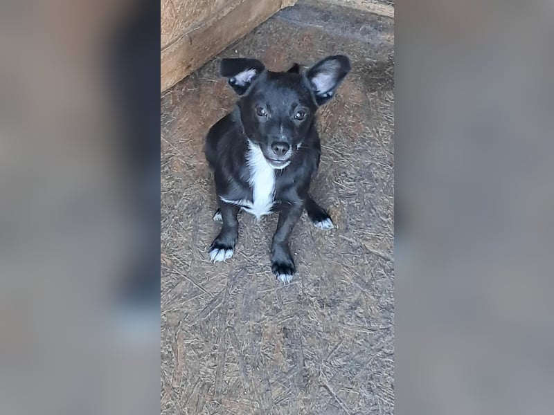 Giesy, süsses Hundekind sucht Zuhause!