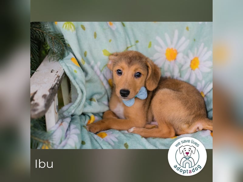 Ibu sucht ein Zuhause