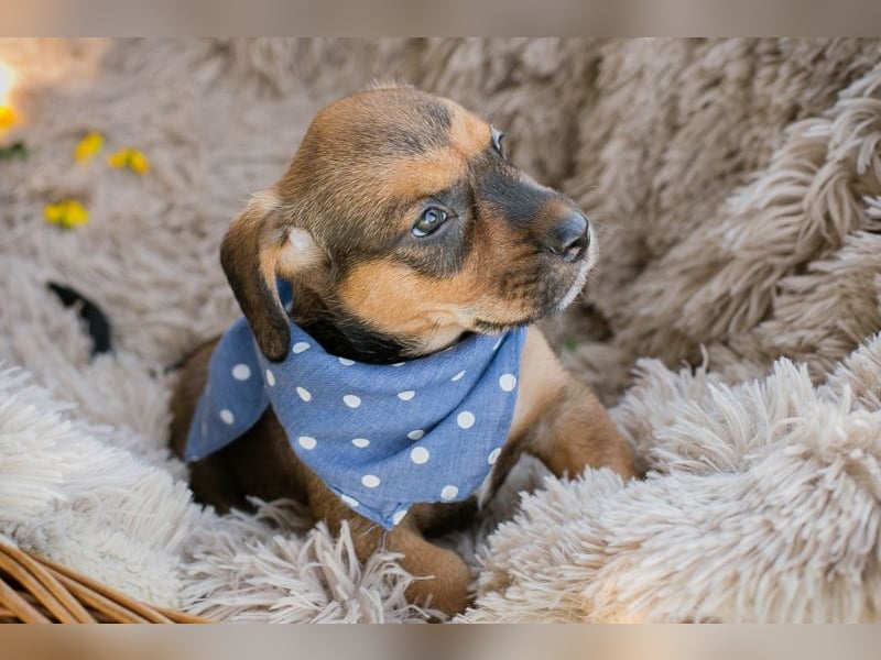 Chip 256109 sucht ein Zuhause