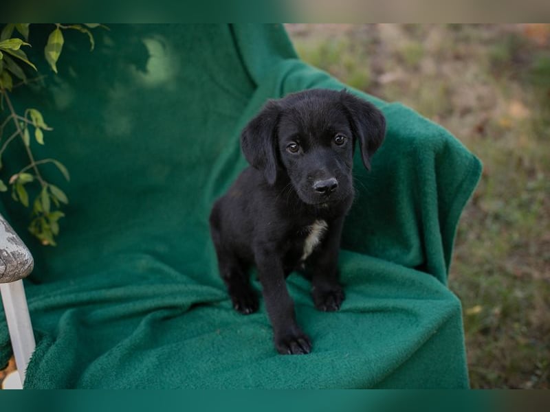Chip 289407 sucht ein zu Hause