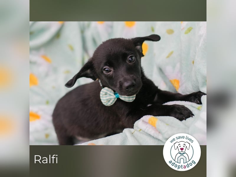 Ralfi sucht ein Zuhause