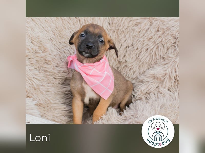 Loni sucht ein Zuhause